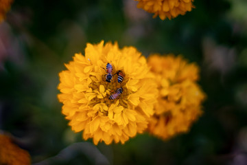 yellow Flower with Honey Bee