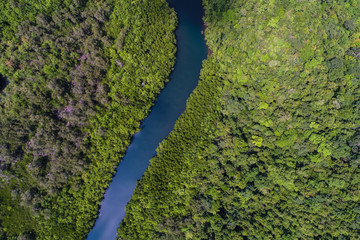 Tropical rain forest mangrove river and green tree on island