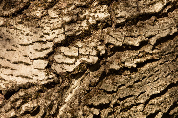 Walnut tree crust texture, natural wood background