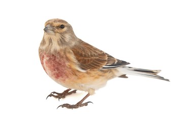Fototapeta premium Common linnet, Carduelis cannabina, isolated on white background. Male.