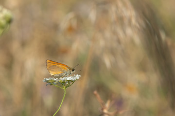 Hesperiidae / Sarı Antenli Zıpzıp / / Thymelicus sylvestris