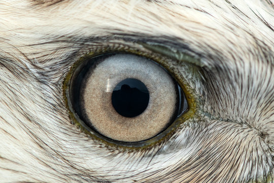 Buzzard eye close-up, macro photo, eye of the male Rough-legged Buzzard, Buteo lagopus