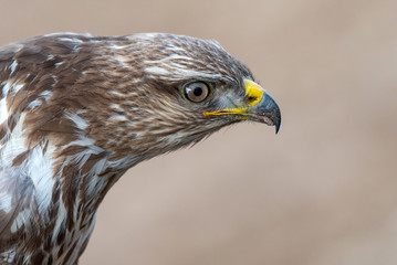 Common buzzard, Buteo buteo, Close-up portrait. Male.