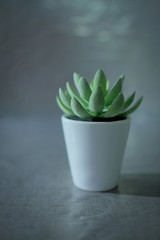 Succulent in white  pot on background