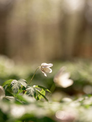 Anemone nemorosa in a Pålsjö forest in Helsingborg, Sweden early morning with dew and water on the flowers.