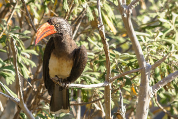 Naklejka premium crowned hornbill perched on a branch