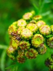 Yellow tansy inflorescence and ant on it