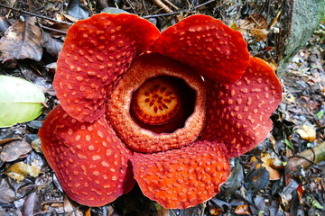 a beautiful bud of blooming, red, giant rafflesia against the background of a tropical rainy forest