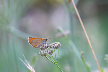 Hesperiidae / Sarı Antenli Zıpzıp / / Thymelicus sylvestris