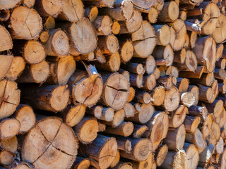 Eucalyptus fire wood trunk piled up texture - pattern