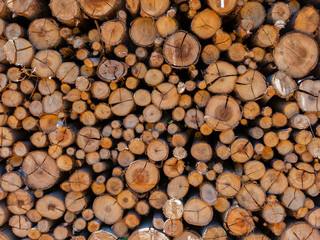 Eucalyptus fire wood trunk piled up texture - pattern