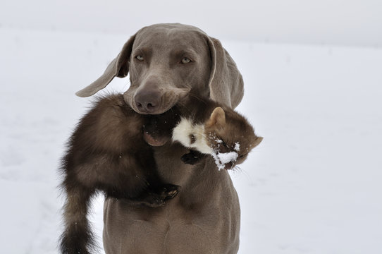 Weimaraner Jagdhund apportiert Steinmarder