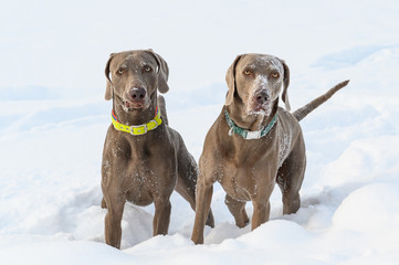 Zwei Weimaraner stehen im Schnee