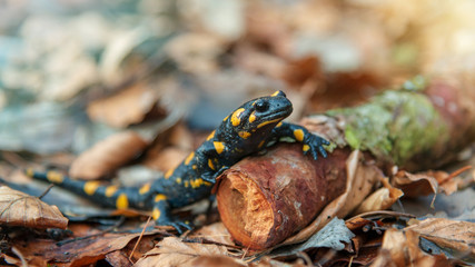 Feuersalamander im herbstlichen Laubwald, Nahaufnahme