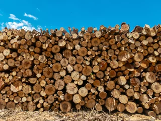 Foto op Plexiglas Eucalyptus fire wood trunk piled up texture - pattern © tacio philip
