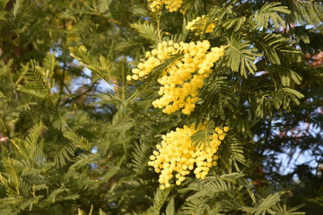 Fototapeta na wymiar yellow mimosa in the garden