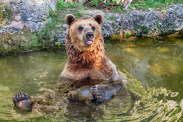 Brown bear (Ursus arctos) sitting in pool in a funny position.