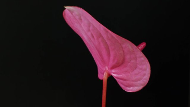 Anthurium phallic pink flower