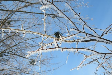 Tree branches covered with snow and frost