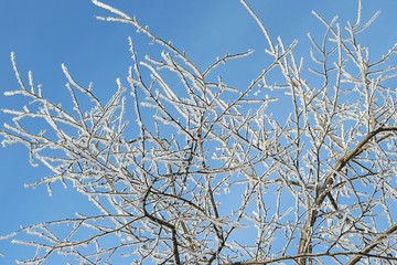 Tree branches covered with snow and frost