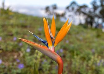 Tropical flower strelitzia or bird of paradise on Madeira Island,  Portugal.