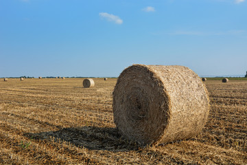 Fototapeta na wymiar Wheat field after harvest