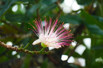 Charming blooming exotic tropical flowers on a nature background
