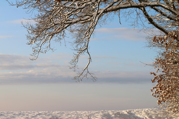 Snow covered tree branches, blue sky and winter morning