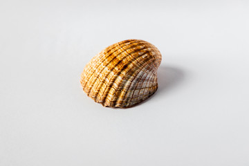 white-backed shell