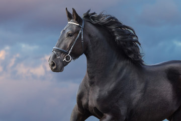 Obraz na płótnie Canvas Frisian stallion with long beautiful mane run against sunset dark sky