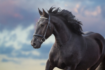 Frisian stallion with long beautiful mane run against sunset dark sky