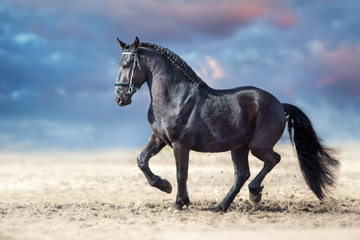 Beautiful frisian stallion run in sand against dramatic sky