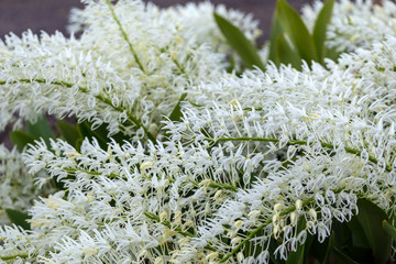 Dendrobium speciosum group of small white flowers in bloom, orchid flowers