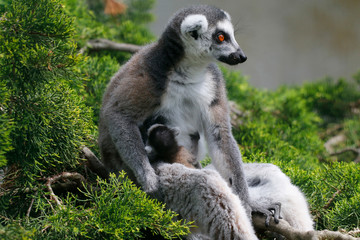 Katta (Lemur catta) Muttertier mit Jungem
