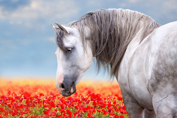 White horse on meadow with poppy flowers