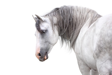 Grey andalusian horse with long mane close up portrait on white background. High key image