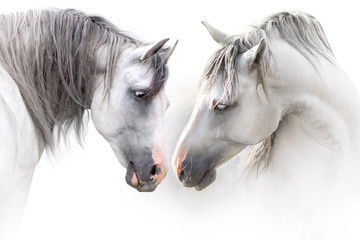 Fototapeta na wymiar Two grey horse couple portrait on white. High key image