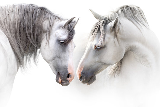 Two grey horse couple portrait on white. High key image