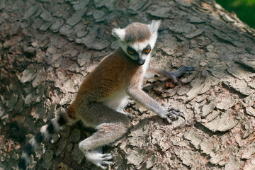 Katta (Lemur catta) Jungtier