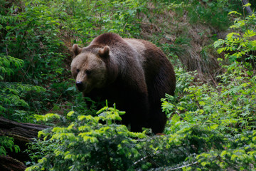 Braunbär (Ursus arctos) geht durch den Wald