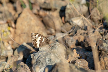 Satyridae / Anadolu Yalancıcadısı / White-banded Tawny Rockbrown / Pseudochazara anthelea