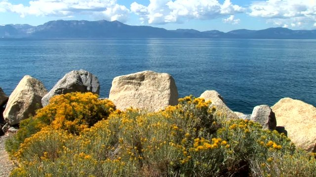 Lake Tahoe-Wild Flowers-zoom