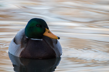 Ducks swimming on a lake