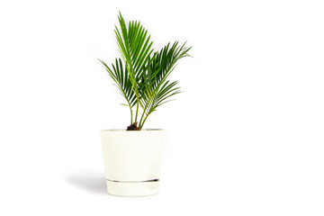 Houseplant small green palm tree (Chamaedorea Hyophorbeae Hamedorea Bridble) in white flower pot isolated on white background