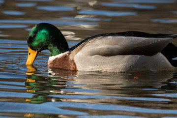 Ducks swimming on a lake