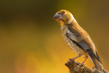 Hawfinch in the nature habitat in green forest of Spain.