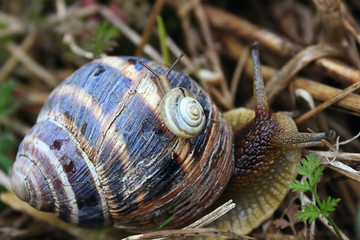 A small snail crawling on a big snail, like a mother and daughter.