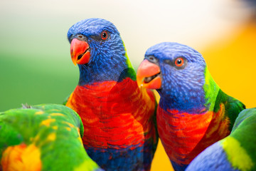 Rainbow lorikeets