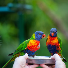 Rainbow lorikeets