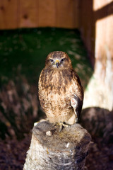 eagle